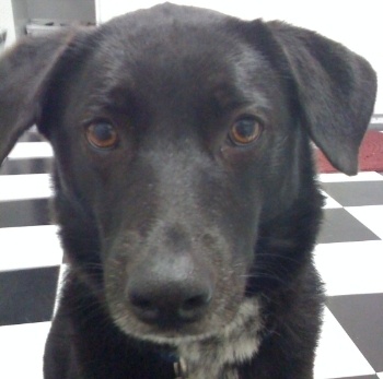 Lilith-the-dog.jpg