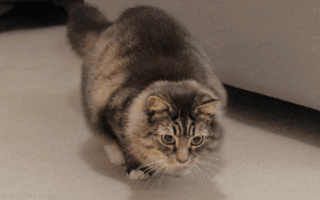 cat's-body-jiggling