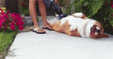happy-corgis-stomach-being-vacuumed-outside