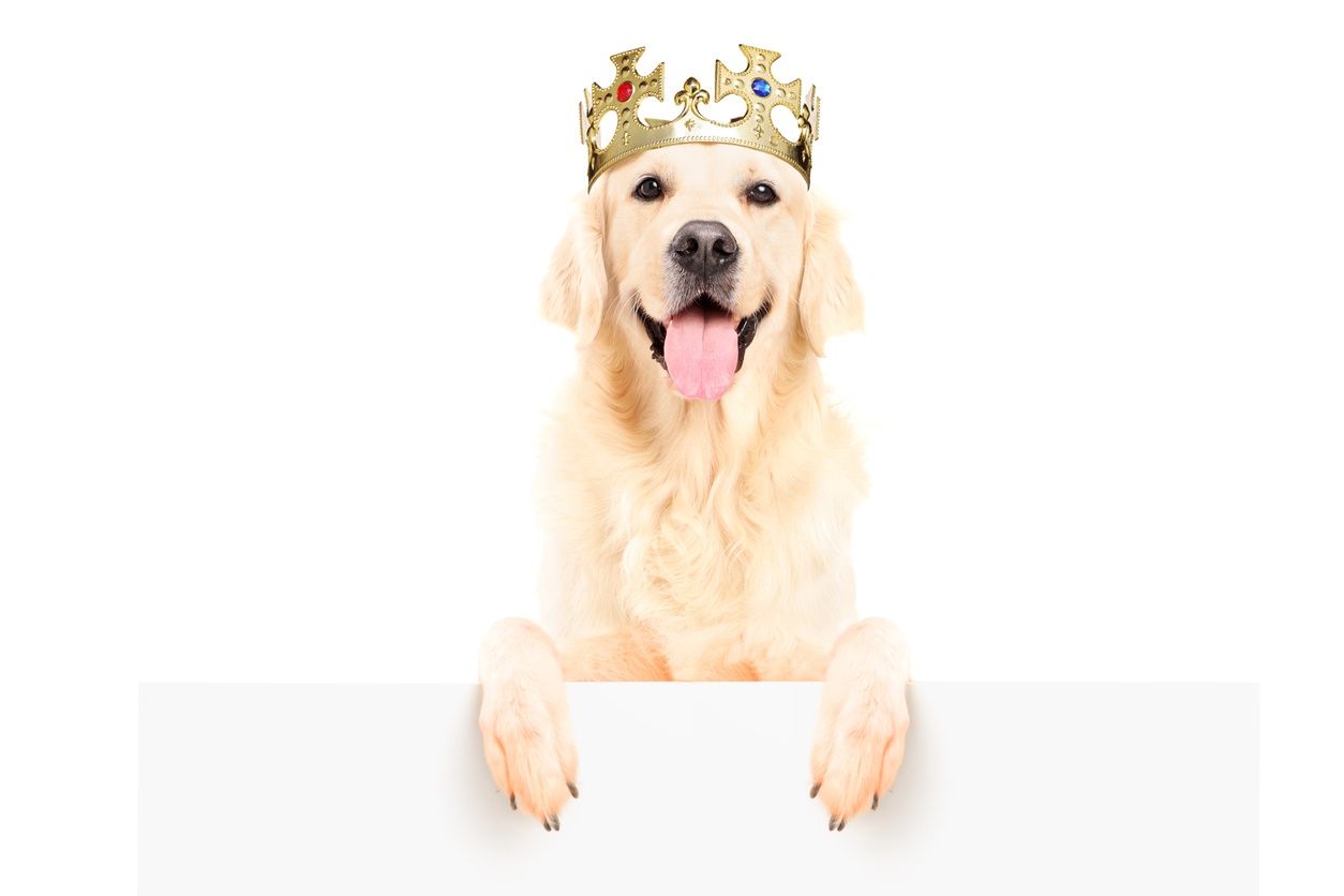 yellow-lab-in-crown-content-is-king.jpg
