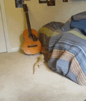 lizard-climing-onto-bed-and-dancing lizard-climing-onto-bed-and-dancing