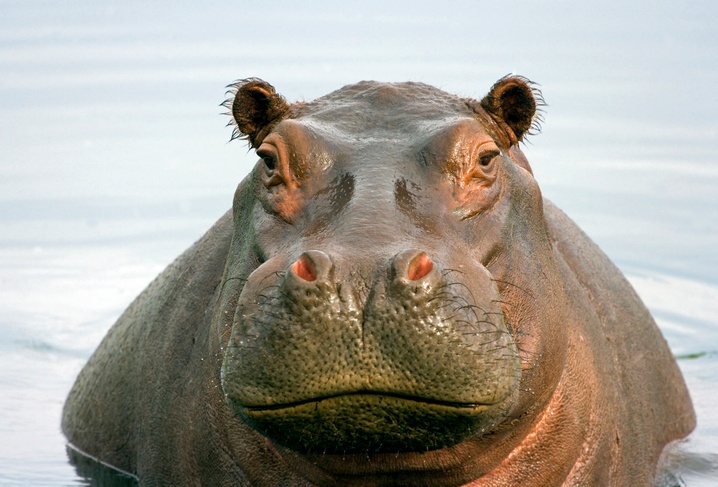 hippo-water-animal hippo-water-animal