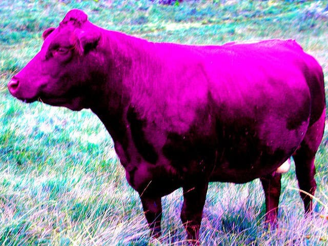 cow-purple-filter