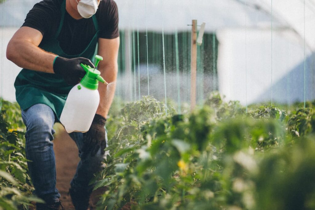 man in greenhouse spraying plants with herbicide